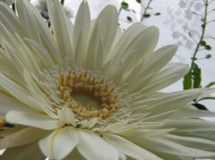 gerbera