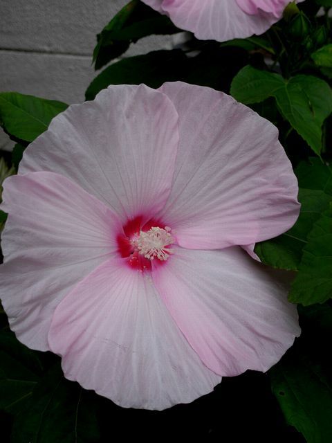 Hibiscus mutabilis