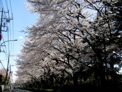 row of cherry trees