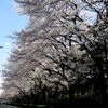 row of cherry trees