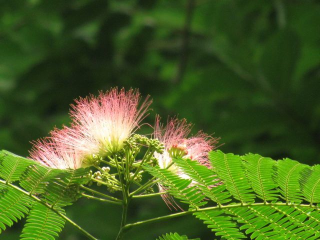 silk flowers