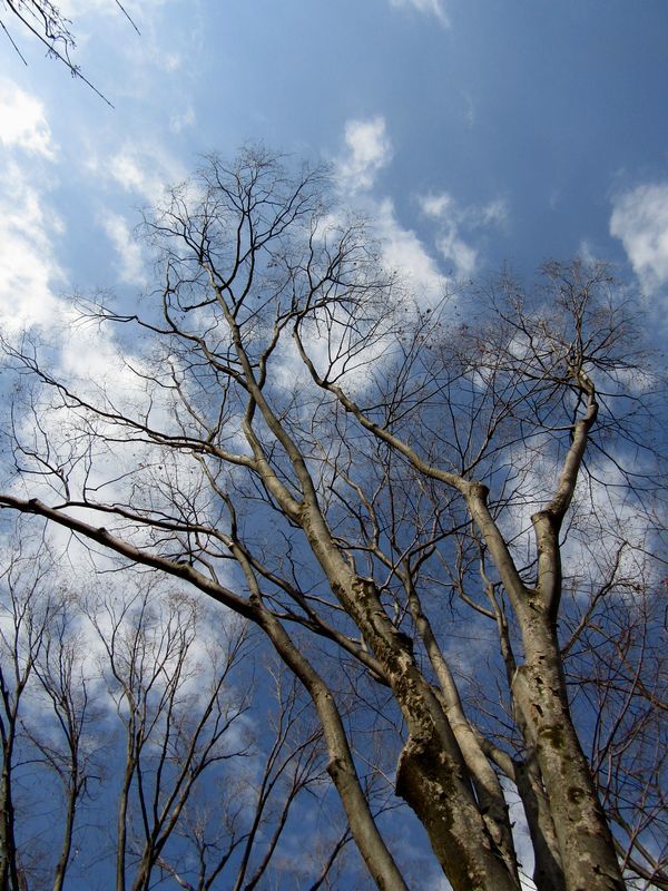 trees in a park