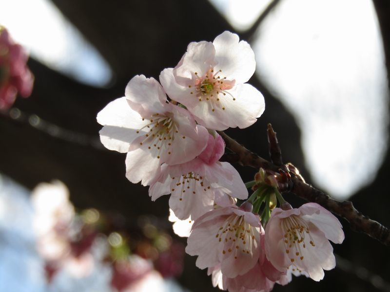 sakura(1)