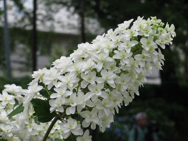 hydrangea(1)