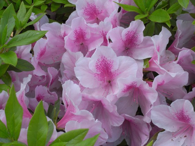 azalea