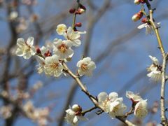 white plum blossoms(1)