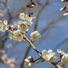 white plum blossoms(1)
