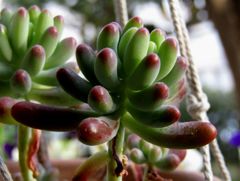 Sedum pachyphyllum