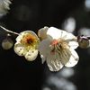 white plum blossoms(2)