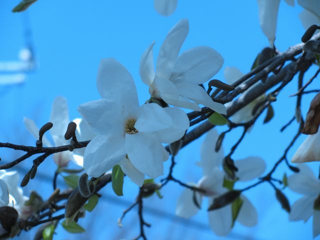 magnolia