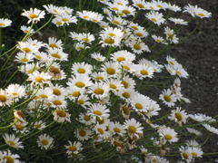 marguerite