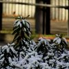 snowed only a little