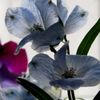 delphinium 