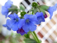 Pulmonaria