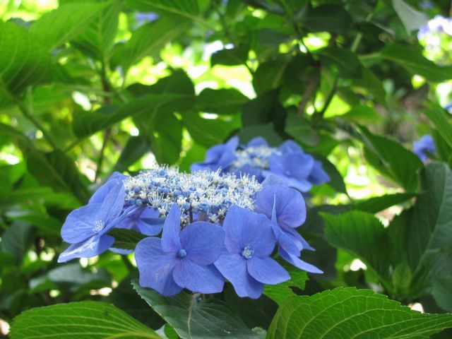 in hydrangea park