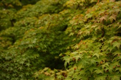 紅葉