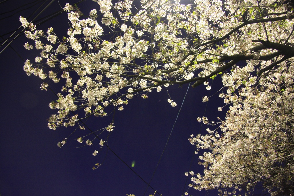 夜葉桜