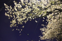 夜葉桜