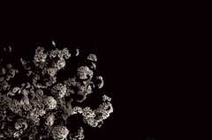 夜桜