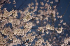夜桜