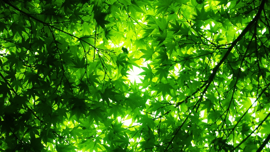 2013年5月　嵐山