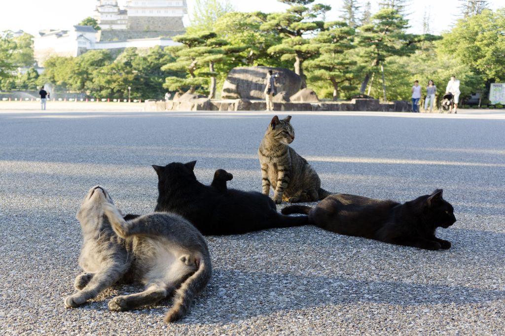 白鷺城の猫達