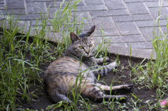 近所の野良たち