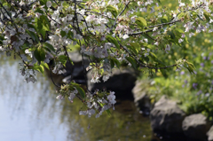 葉桜と仙川