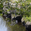 葉桜と仙川