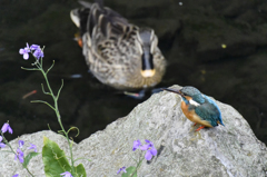 カルガモとカワセミと紫花菜。