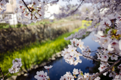 桜と菜の花