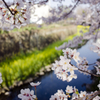 桜と菜の花