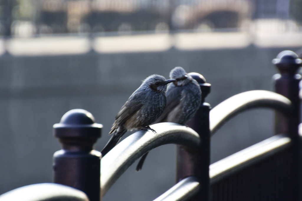 ヒヨドリちゃんたち