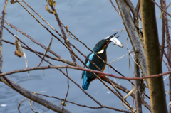 野川のカワセミ