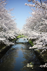 仙川の桜２