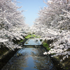 仙川の桜２