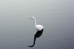 シラサギ