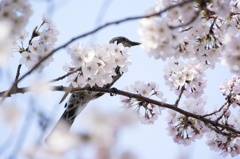 桜とムクドリ