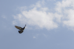 鳩翔ぶ