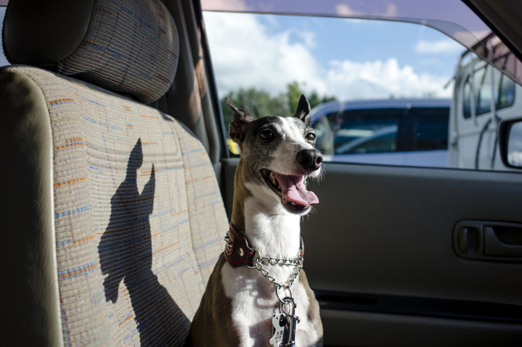 italian greyhound