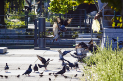 餌をもらう鳩と雀たち