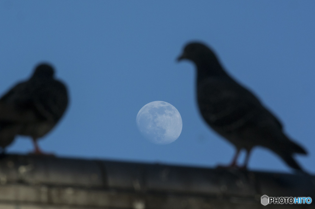 月と鳩。