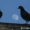 月と鳩。