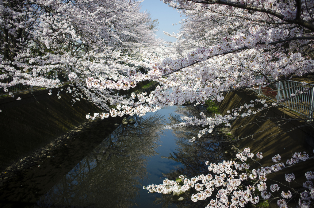 仙川の桜３