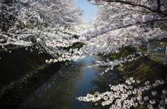 仙川の桜３