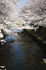 仙川の桜１