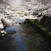 仙川の桜１