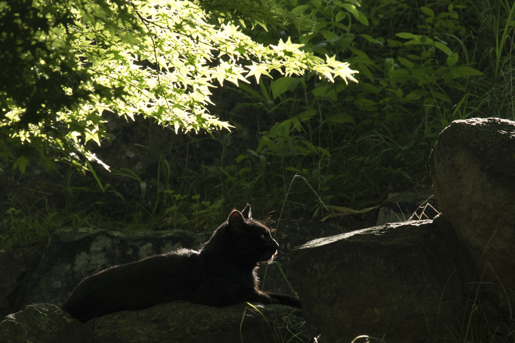 姫路城もみじと猫