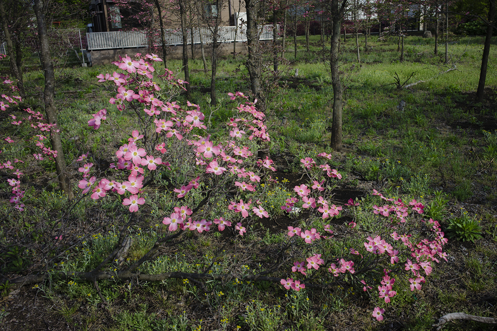 倒れたまま咲く花水木
