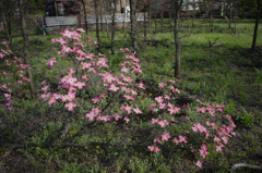 倒れたまま咲く花水木